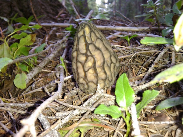 Mushrooms and Berries