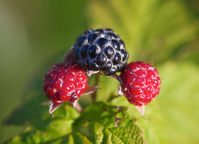 Huckleberries