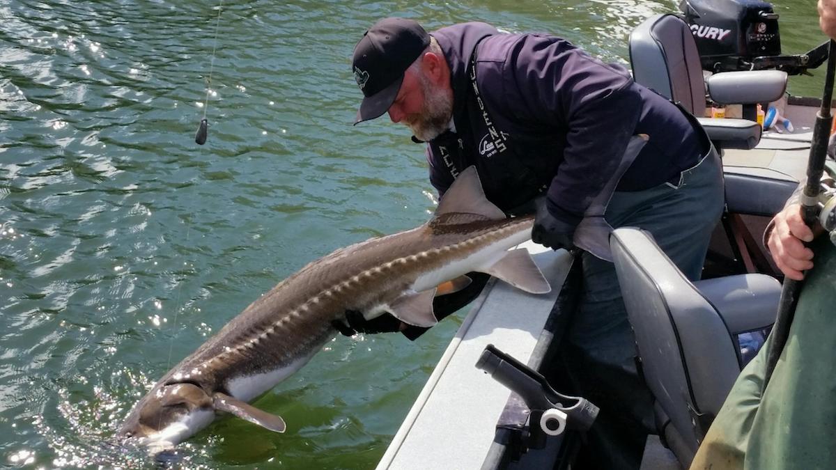 Walleye, Sturgeon, and Surf Perch Fishing