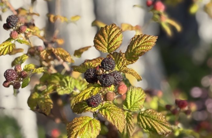 Mushroomsberriesblackcaps