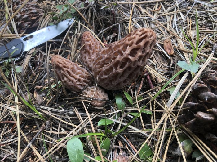 Mushroomsberriesmorels
