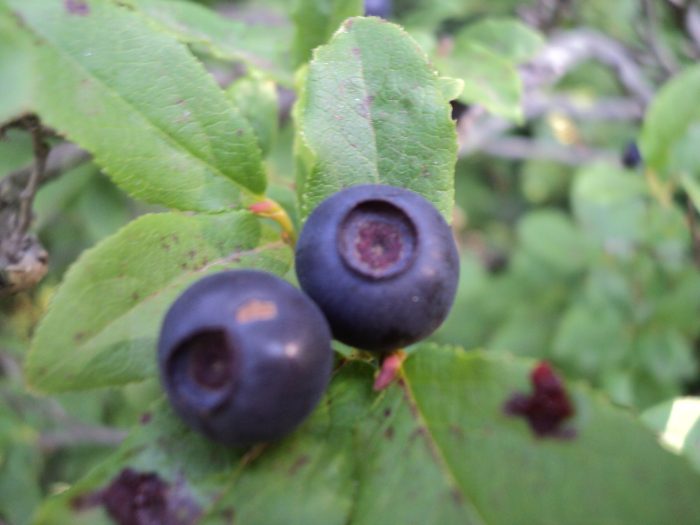 Mushroomsberriesmountainhuckleberries
